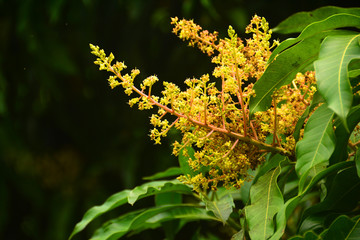 Close up the Mango Flowers