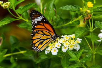 Closeup butterfly on flower
