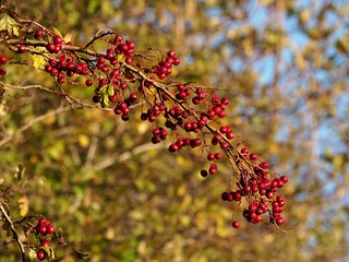 Dense hawthorn berries (Crataegus)