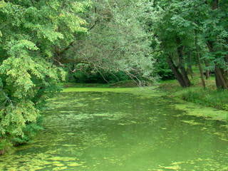 Beautiful landscape with green water in summer - 238744542