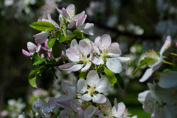spring, blooming tree branch, pink, white flowers of the sakura, cherry, apple, peach in the garden