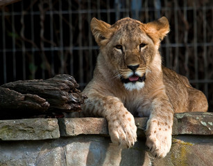 Naklejka premium Junglöwe entspannt