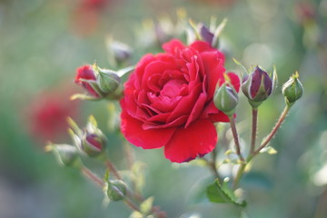 Red roses in the garden