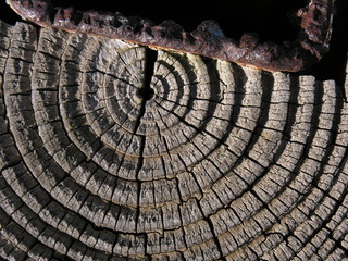 interno del tronco a