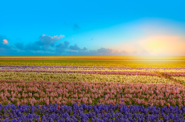 Beautiful hyacinth field at sunset - Spring flowers