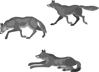 Obraz premium Wolves in different poses isolated on white vector, grey colors.
