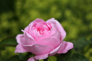 pinke Rose