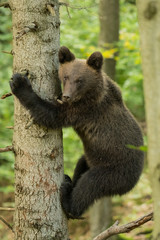 Young brown bear climbs a tree in forest. Bieszczady Mountains.