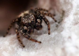 Makroaufnahme einer Springspinne