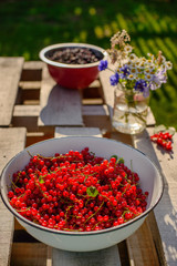 red currant in a garden