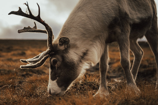 Renas - Scotland 2018