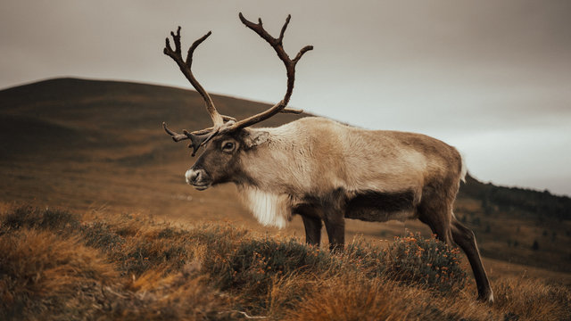 Renas - Scotland 2018