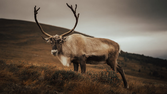 Renas - Scotland 2018