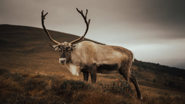 Renas - Scotland 2018