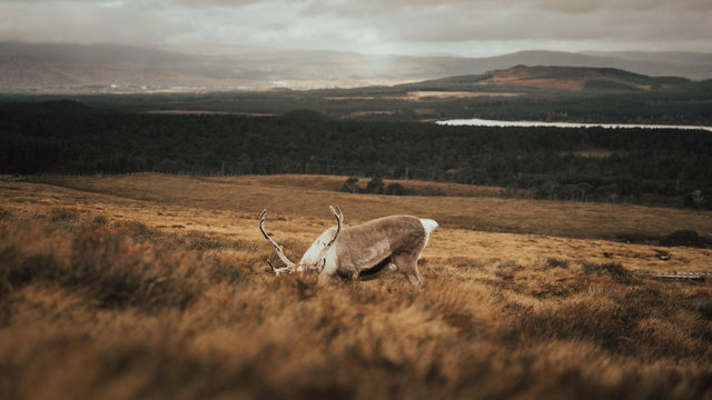 Renas - Scotland 2018