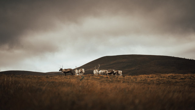 Renas - Scotland 2018