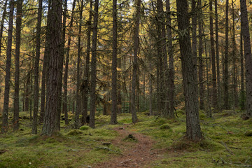 Fototapeta premium Scotland 2018