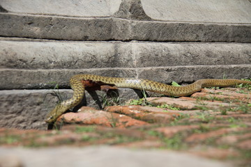 Poisonous snake sliding on the ground. 