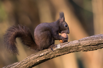 Scoiattolo europeo mangia una noce (Sciurus vulgaris)