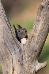 Ritratto di scoiattolo rosso europeo (Sciurus vulgaris)
