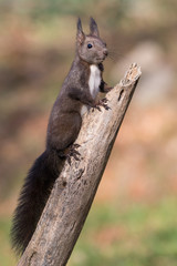 Naklejka na ściany i meble Ritratto di scoiattolo rosso europeo (Sciurus vulgaris)