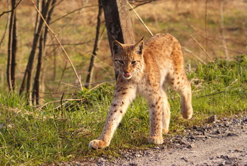 Eurasian Lynx (Eurasian Lynx) in the Bieszczady Mountains