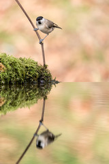 Cincia bigia riflessa sul fiume (Poecile palustris)