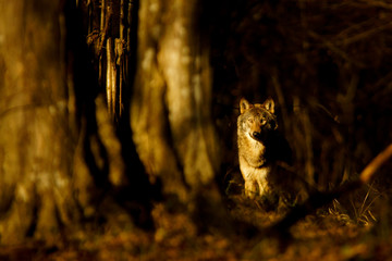 Beautiful Grey (gray) Wolf /Canis lupus/ in the forest. Bieszczady Mountains, Poland © Szymon Bartosz