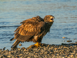 Hackles Up - An immature bald eagle raises its hackles as it senses a threat to its claimed salmon prize. Chilkat River, Bald Eagle Preserve, Haines, Alaska.