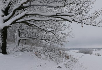 Winter in the beech forest. Beautiful winter landscape with trees. 