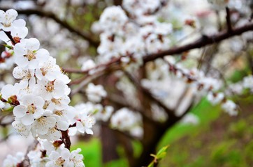 cherry tree blossom