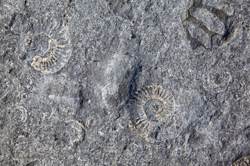 The limestone with ammonite fossils. Jurassic Coast. West Dorset, England. © Serg Zastavkin