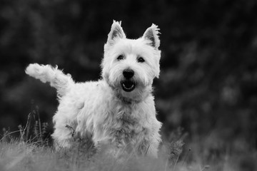 Westie. West Highland White terrier standing in the grass. Portrait of a white dog. Black and white photo