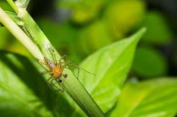 spider on green leaf