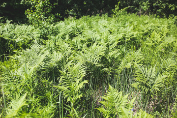 Green fern plants in the nature. Beautiful summer concept.