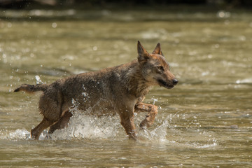 Wolf in the San river. Bieszczady Mountains. Poland