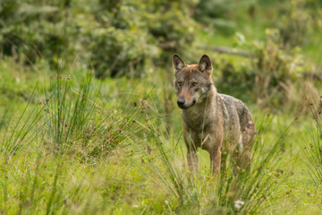 Wolf on the meadow. Bieszczady Mountains. Poland.