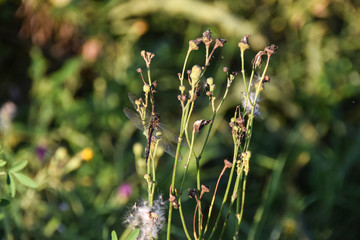 beetle dragonfly in a field of flowers  close on green background 