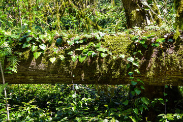 sunny boxwood grove forest leaves green jungle creepers vines and moss 