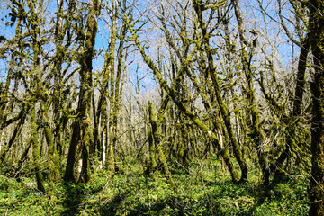 Obraz premium sunny boxwood grove forest leaves green jungle creepers vines and moss&nbsp;