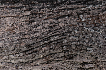 Brown wooden surface texture of tree trunk.