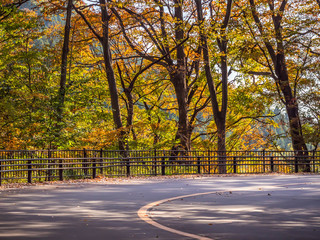 Autumn season. Dry leaves on the curve road with steel fence, pavement and forest in the park.