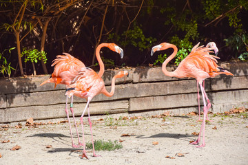 skirmish fight  several pink long-necked flamingos by the pond
