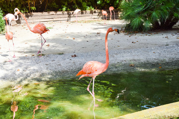 several pink long-necked flamingos by the pond