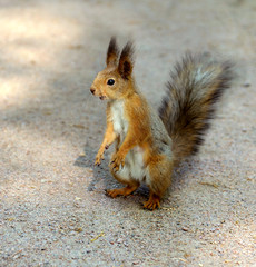 Naklejka na ściany i meble Red squirrel or Eurasian red squirrel (Sciurus vulgaris)