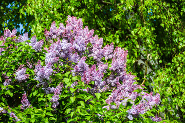blooming purple clusters of flowers wisteria lilac bright bloom season spring 