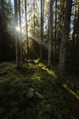 Obraz premium Morning lights in the forest.Sunbeam illuminate the green fresh plants.