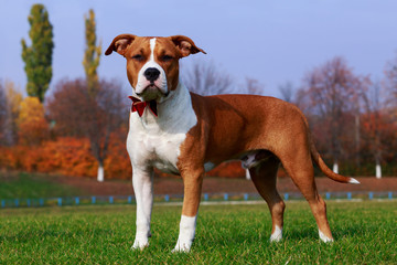 Dog breed Staffordshire Terrier