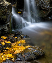 Golden fallen autumn leaves collect at the base of waterfall:  Granuja Falls of Uvas Canyon, California