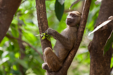 lazy baboon couchand at tree in tanzania
